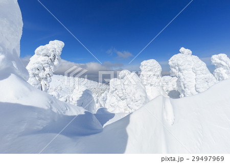 山形蔵王_快晴に輝く樹氷群 山形蔵王_快晴に輝く樹氷群 29497969