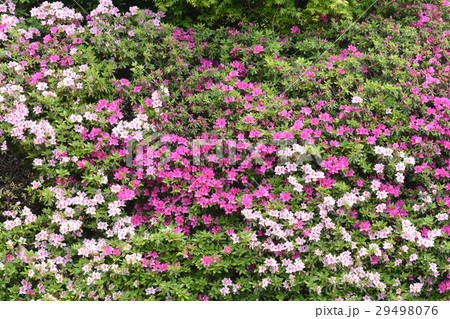 サツキの花 サツキの花 29498076