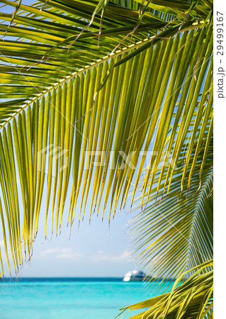 Tropical white sand beach with coconut palm trees. Tropical white sand beach with coconut palm trees. 29499167