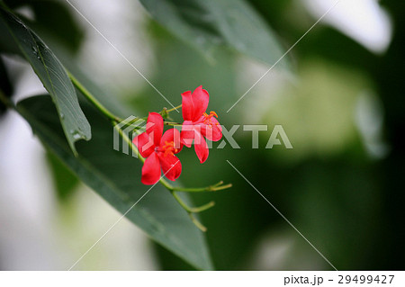 ナンヨウサクラ 29499427