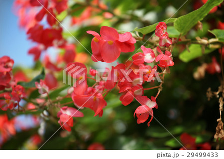 木立ベゴニア 29499433