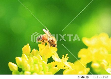 菜の花とミツバチ 29499498