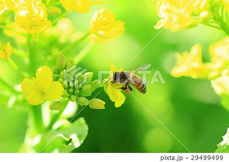 ミツバチ ミツバチ 29499499