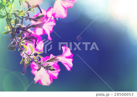 Flowers 29500053