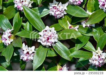 沈丁花 29500239