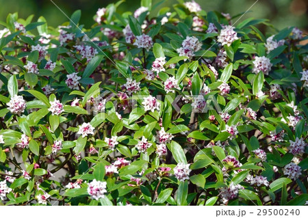 沈丁花 沈丁花 29500240