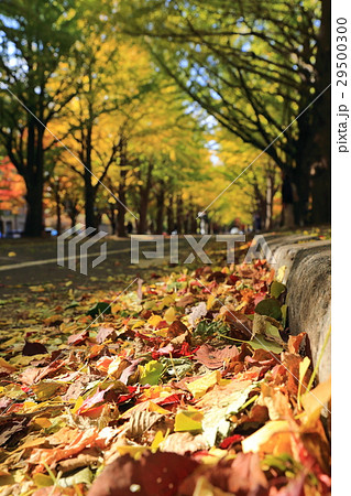 黄色の葉 紅葉 黄葉 29500300