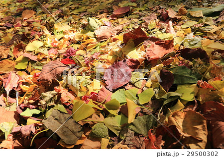 北大 北海道大学 黄色の葉 29500302