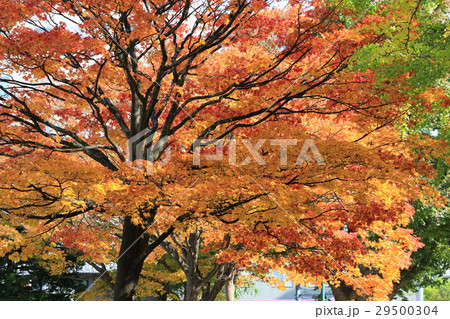 北大 北海道大学 黄色の葉 29500304