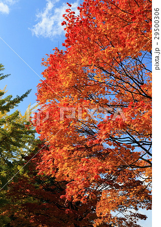 北大 北海道大学 黄色の葉 29500306