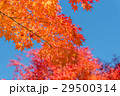 紅葉と青空 29500314