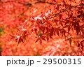 紅葉 29500315
