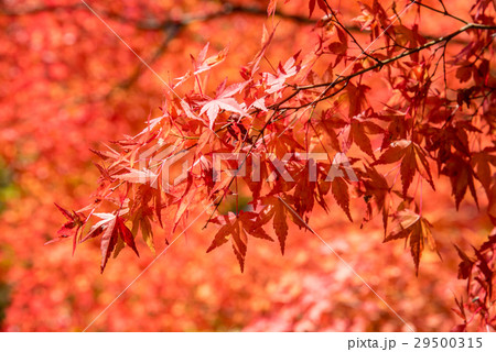 紅葉 29500315