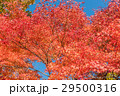 紅葉と青空 29500316
