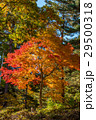 紅葉と青空 29500318