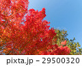 紅葉と青空 29500320