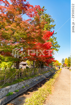 紅葉と青空 29500322