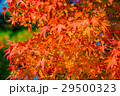 紅葉 29500323