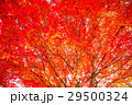 紅葉 29500324
