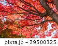 紅葉 29500325