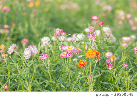 Strawflower 29500649