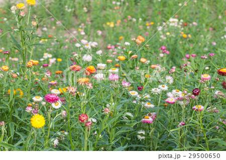 Strawflower 29500650