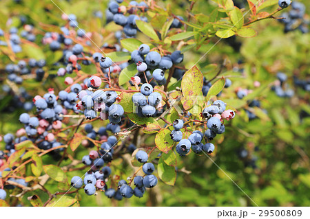 ハスカップ ハスカップ 29500809