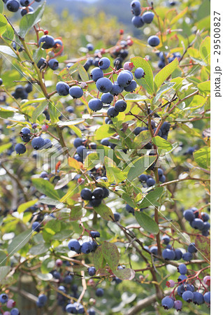 ハスカップ 29500827