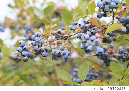 ハスカップ ハスカップ 29500843