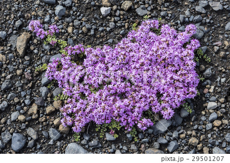 Flower of Thymus Praecox 29501207