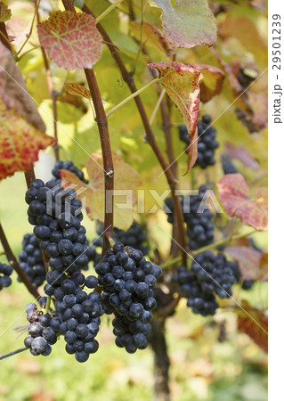 ブドウ 29501239