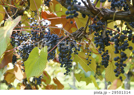 山葡萄 29501314