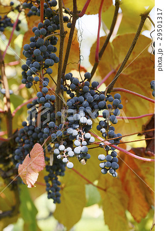 山葡萄 山葡萄 29501317