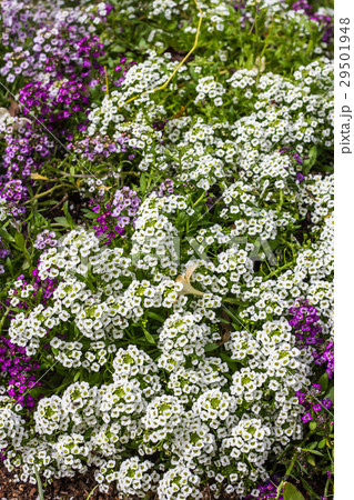 Sweet Alyssum Flowers in garden 29501948