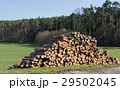 Freshly cut tree logs piled up near the road  29502045