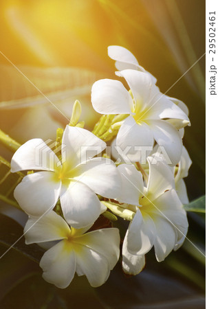 White and yellow Plumeria spp. White and yellow Plumeria spp. 29502461