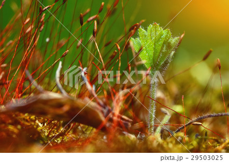 moss spores close up moss spores close up 29503025