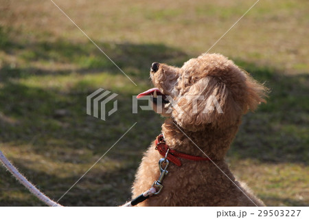 飼い主からの指示を待つ愛犬 飼い主からの指示を待つ愛犬 29503227