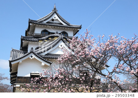 彦根城の梅 29503348