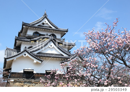 彦根城の梅 彦根城の梅 29503349