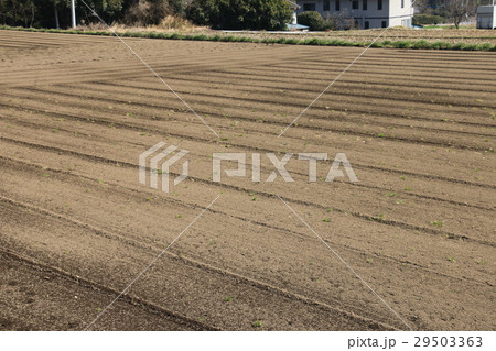 春田 春田 29503363