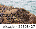 Black mussel on the rock 29503427