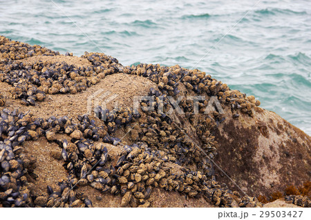 Black mussel on the rock 29503427