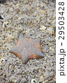 Die starfish on the rock 29503428