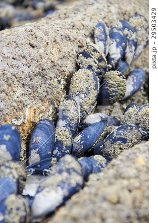 Black mussel on the rock Black mussel on the rock 29503429