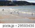 Five black billed gull & shore bird on the beach 29503430