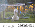 Alpaca is sitting and looking at the camera 29503431