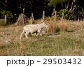 Sheep walking on nature green meadow 29503432