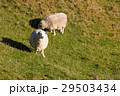 Sheep looking at the camera on nature green meadow 29503434