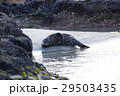 Sea lion sleeping on the beach 29503435